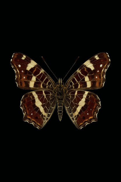 Scientific illustration of the Map Butterfly (Araschnia levana)