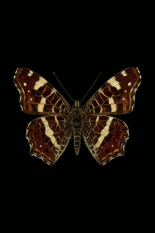 Scientific illustration of the Map Butterfly (Araschnia levana)