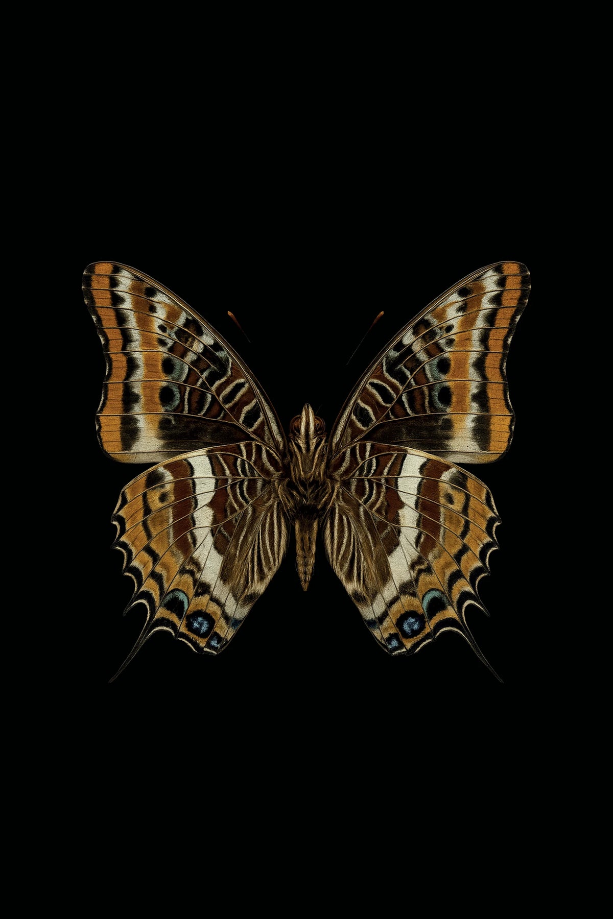 Scientific illustration of the Two-tailed Pasha (Charaxes jasius)