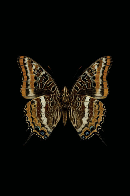 Scientific illustration of the Two-tailed Pasha (Charaxes jasius)