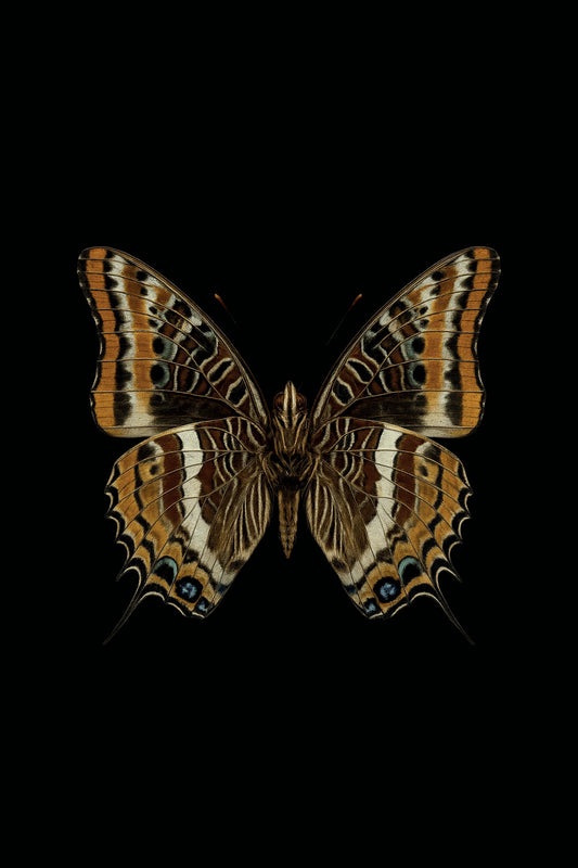 Scientific illustration of the Two-tailed Pasha (Charaxes jasius)