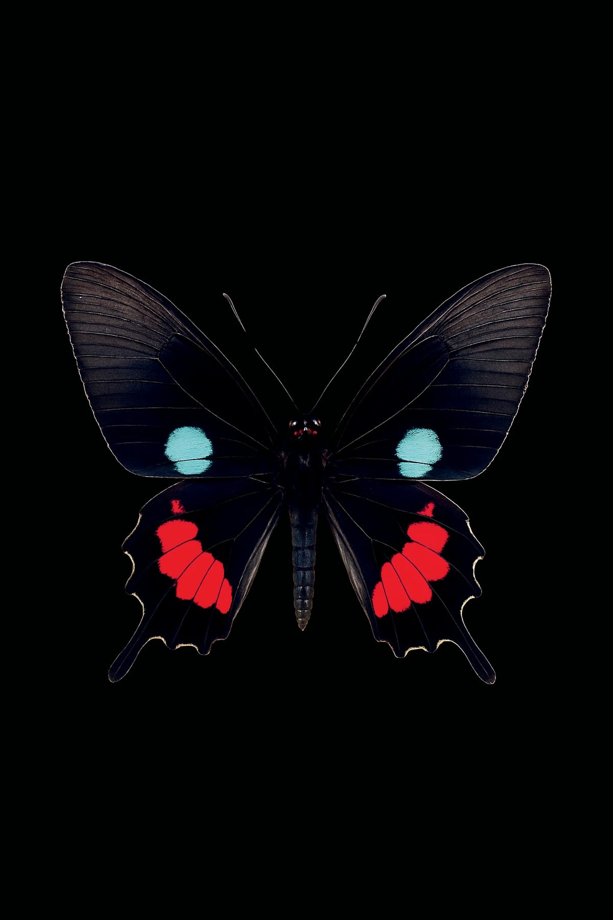 Scientific illustration of the Iphidamas Cattleheart (Parides iphidamas)