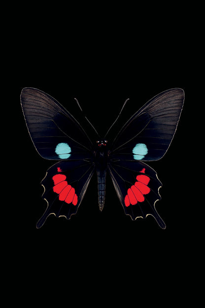 Scientific illustration of the Iphidamas Cattleheart (Parides iphidamas)