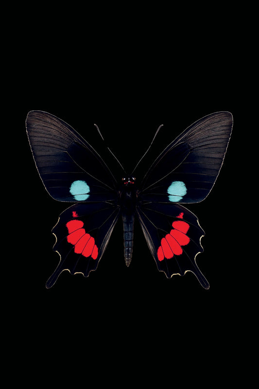 Scientific illustration of the Iphidamas Cattleheart (Parides iphidamas)