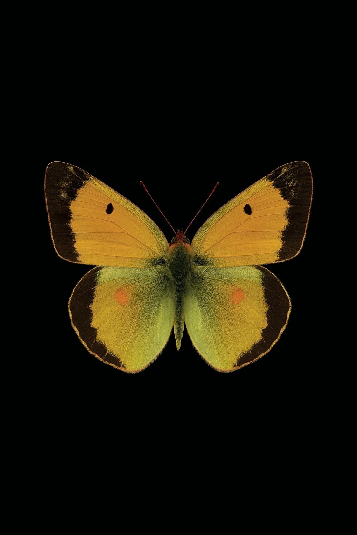 Scientific illustration of the Clouded Yellow (Colias crocea)