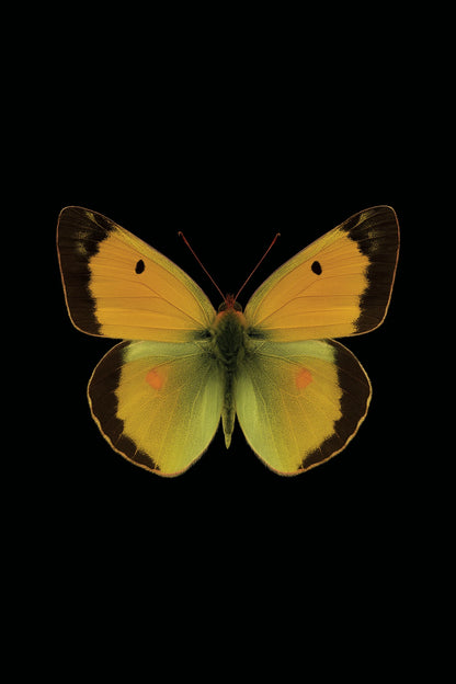 Scientific illustration of the Clouded Yellow (Colias crocea)