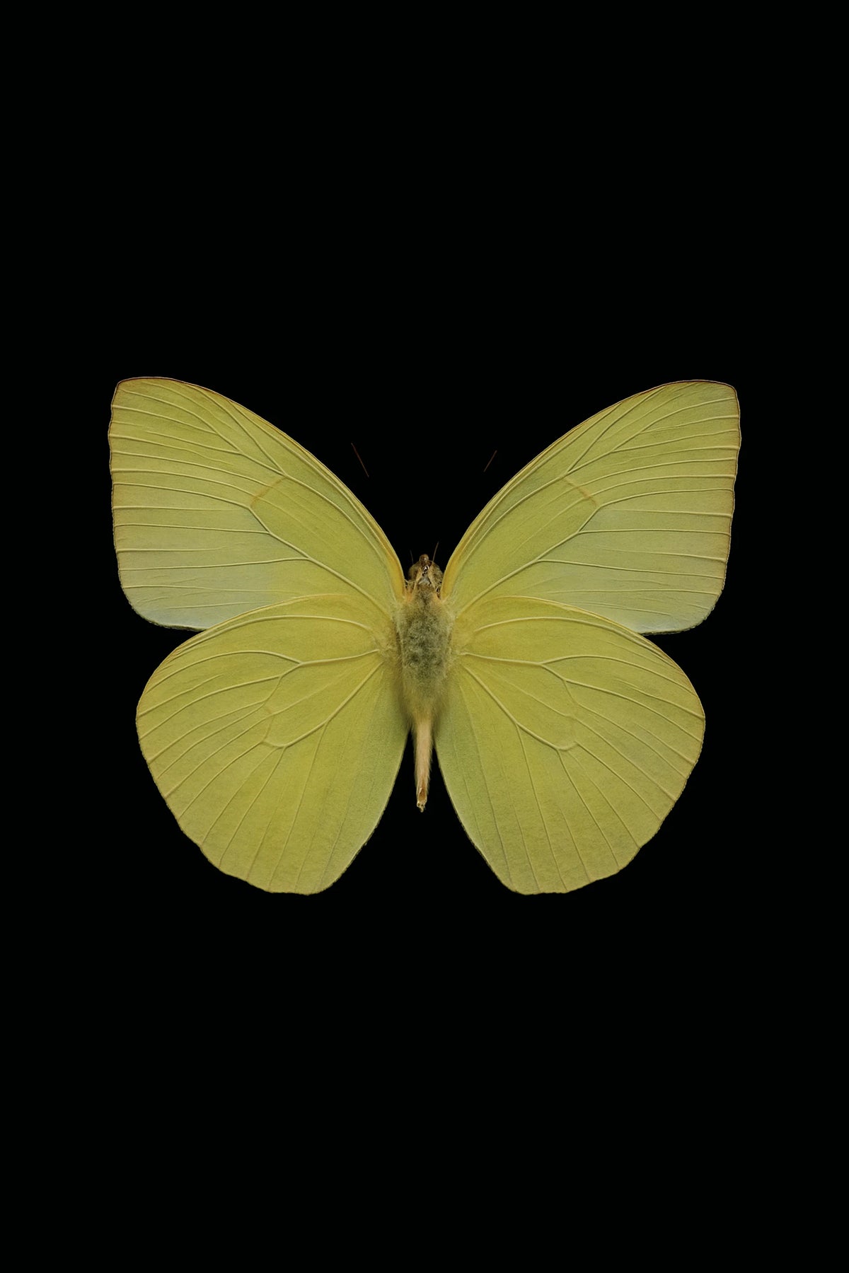 Scientific illustration of the Lemon Emigrant (Catopsilia pomona)
