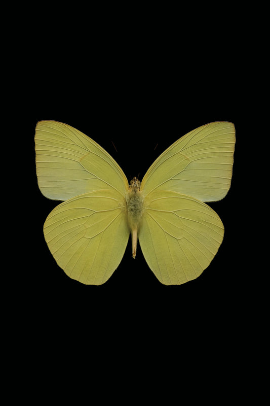 Scientific illustration of the Lemon Emigrant (Catopsilia pomona)