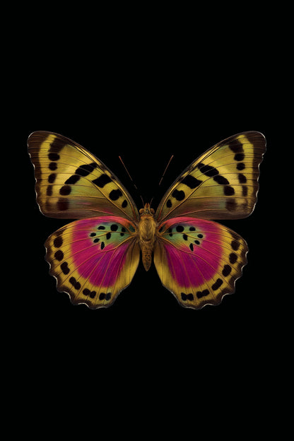 Scientific illustration of the Common Pink Forester (Euphaedra xypete)