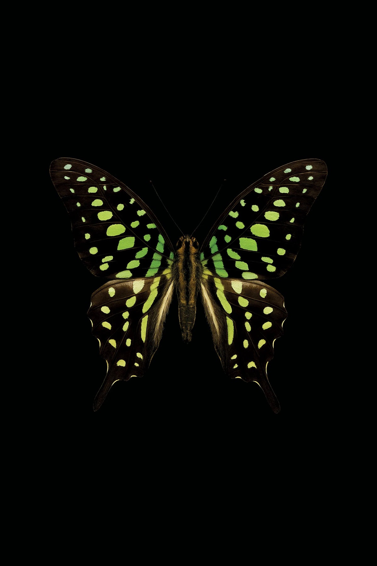 Scientific illustration of the Tailed Jay (Graphium agamemnon)