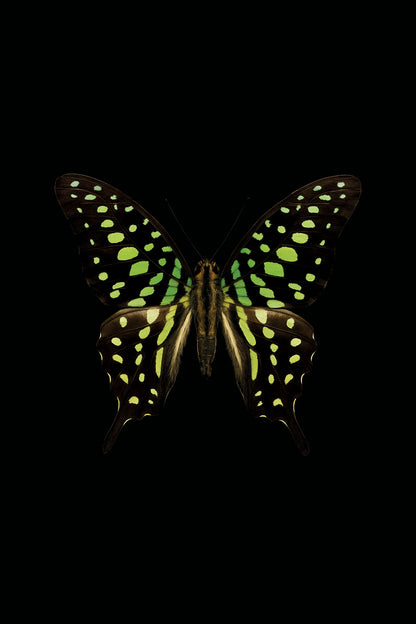 Scientific illustration of the Tailed Jay (Graphium agamemnon)