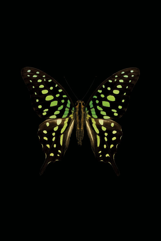 Scientific illustration of the Tailed Jay (Graphium agamemnon)