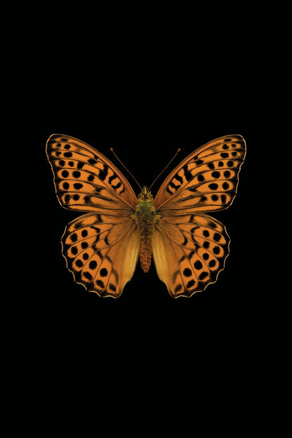 Scientific illustration of the Silver-Washed Fritillary (Argynnis paphia)
