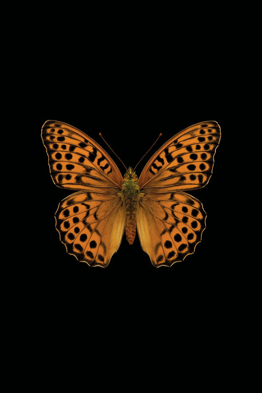 Scientific illustration of the Silver-Washed Fritillary (Argynnis paphia)