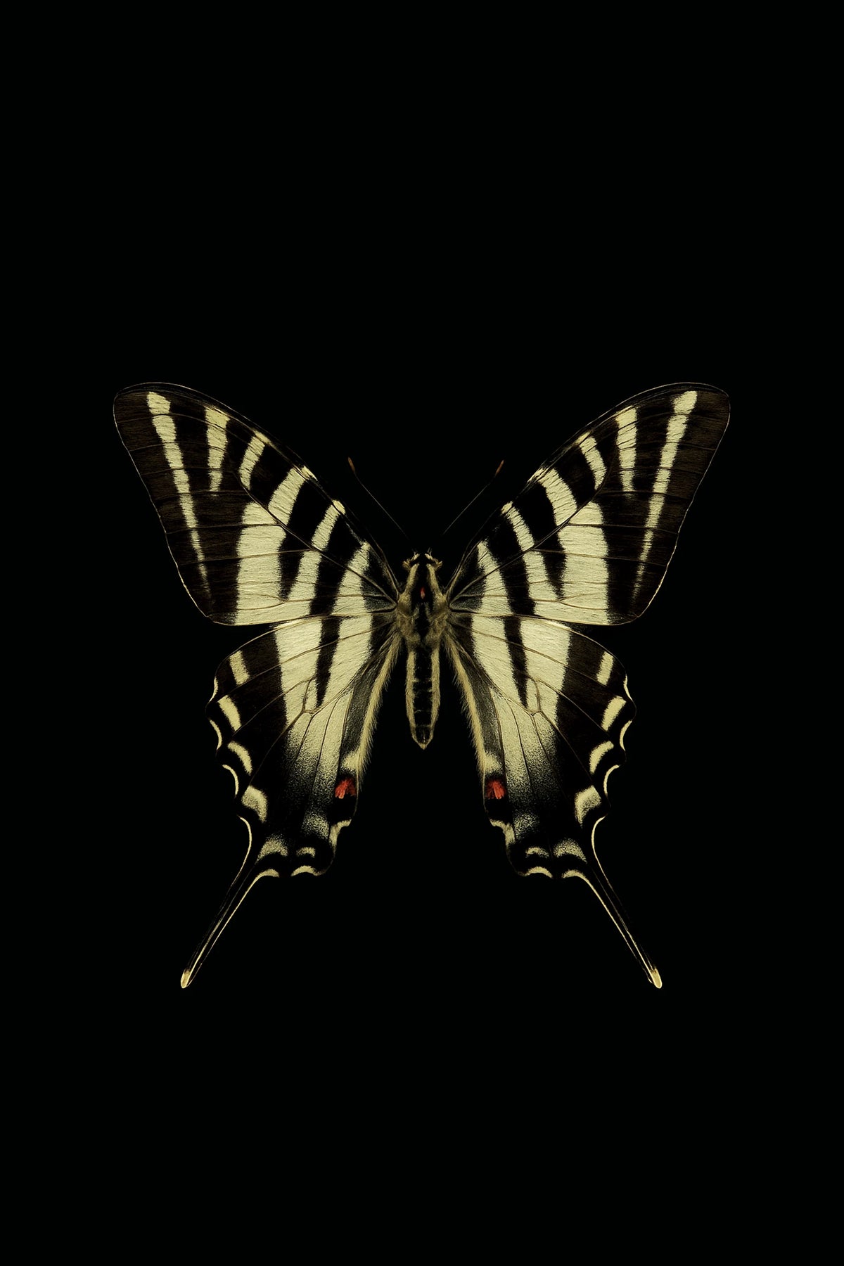 Scientific illustration of the Zebra Swallowtail (Eurytides marcellus)