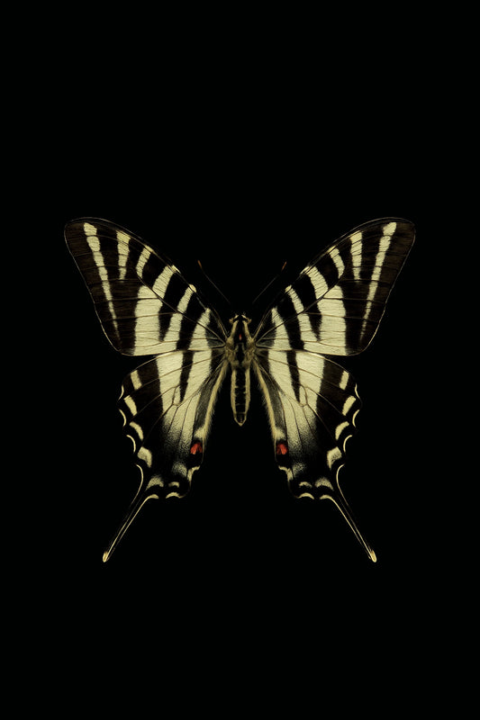 Scientific illustration of the Zebra Swallowtail (Eurytides marcellus)