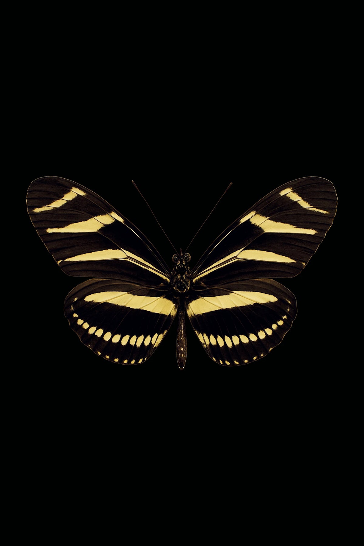 Scientific illustration of the Zebra Longwing (Heliconius charithonia)