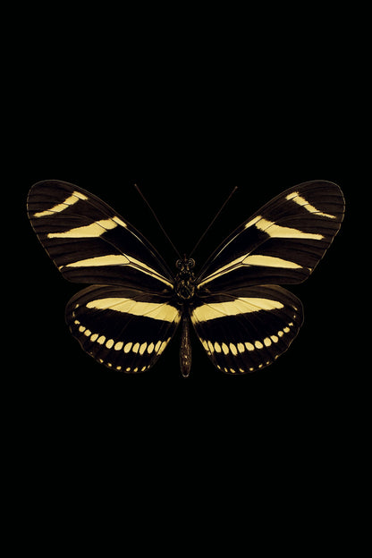 Scientific illustration of the Zebra Longwing (Heliconius charithonia)