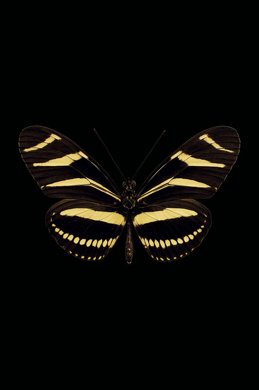 Scientific illustration of the Zebra Longwing (Heliconius charithonia)