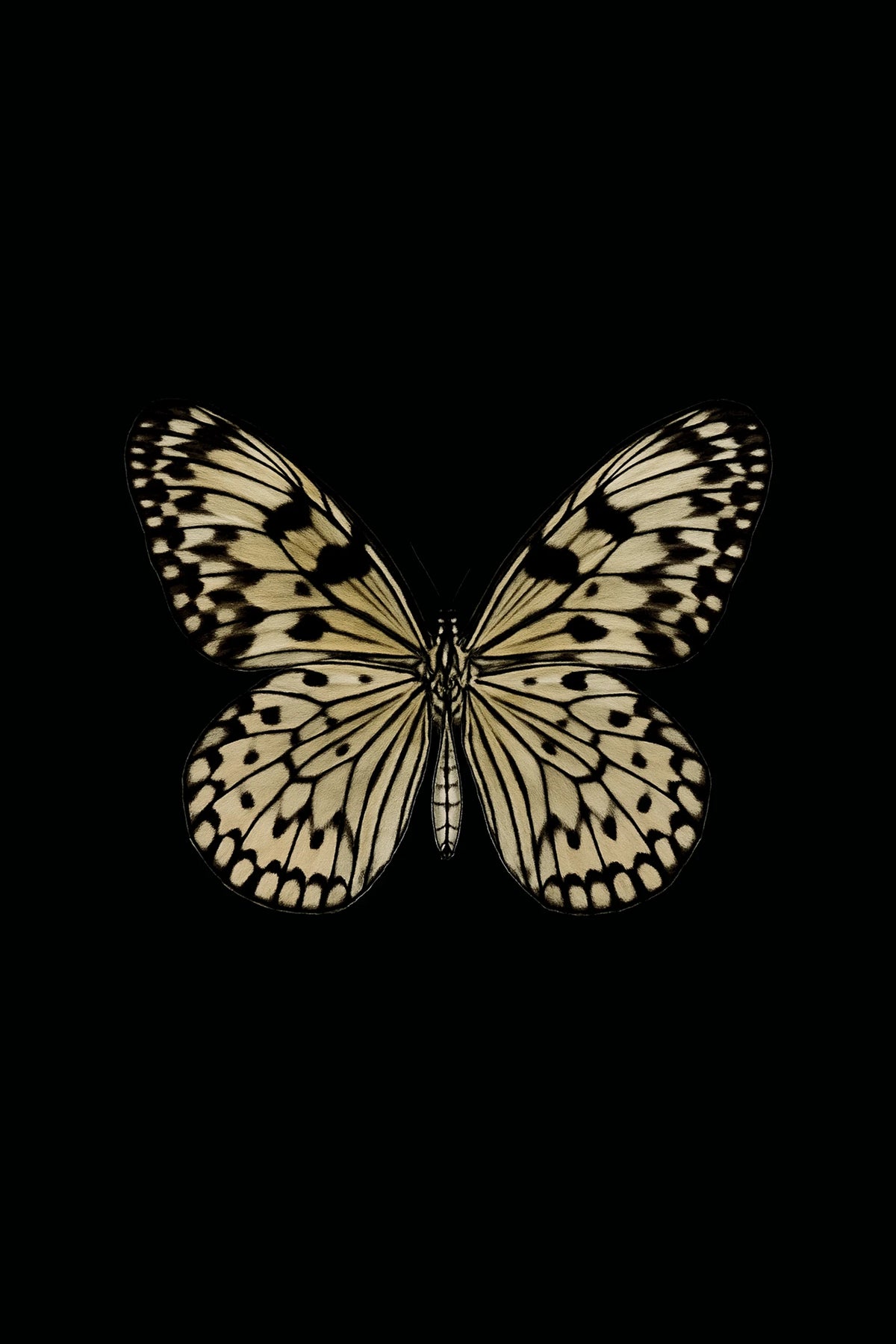 Scientific illustration of the Paper Kite Butterfly (Idea leuconoe)