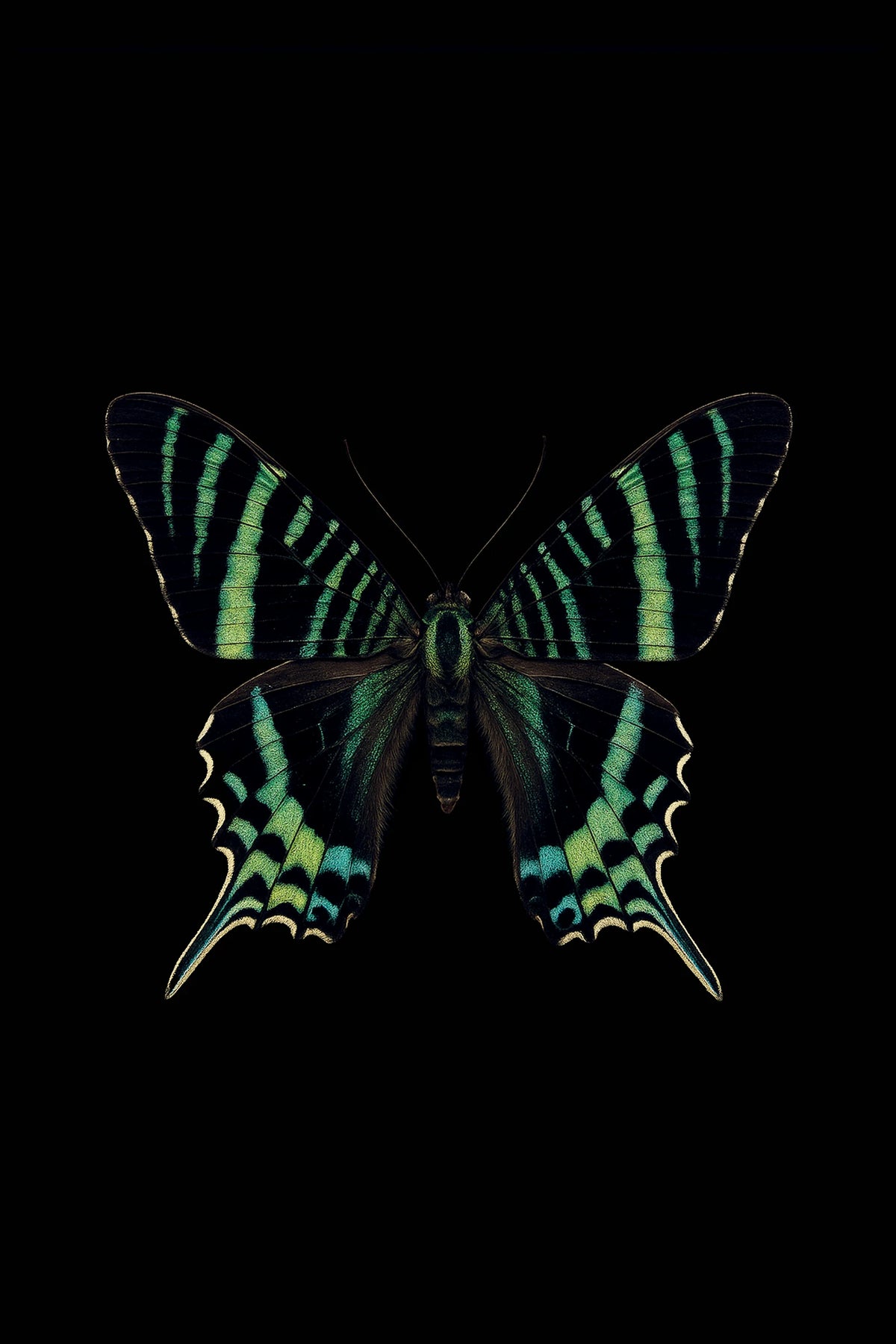 Scientific illustration of the Green-banded Urania (Urania leilus)