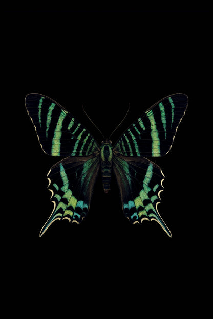 Scientific illustration of the Green-banded Urania (Urania leilus)
