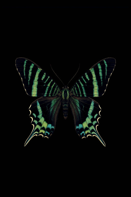 Scientific illustration of the Green-banded Urania (Urania leilus)