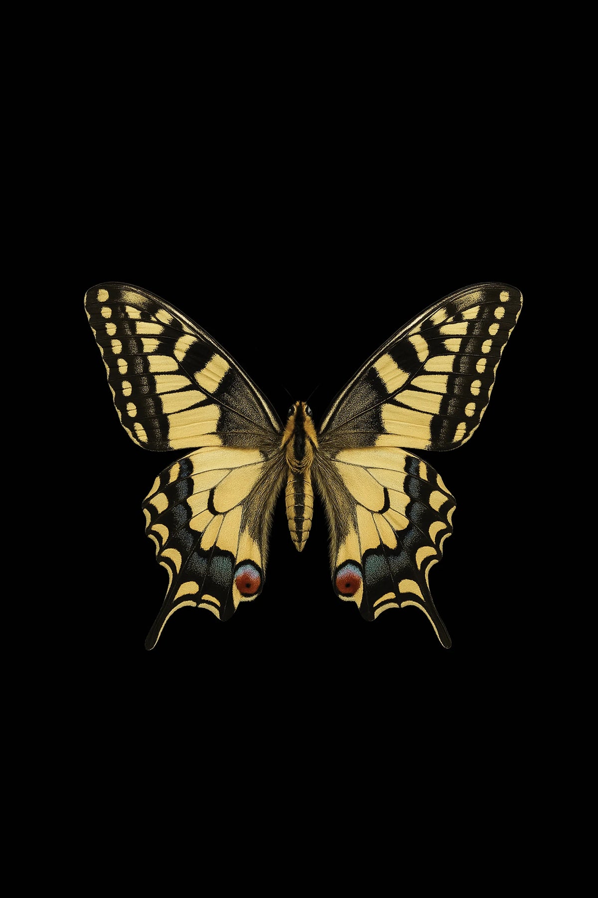 Scientific illustration of the Old World Swallowtail (Papilio machaon)