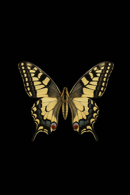 Scientific illustration of the Old World Swallowtail (Papilio machaon)