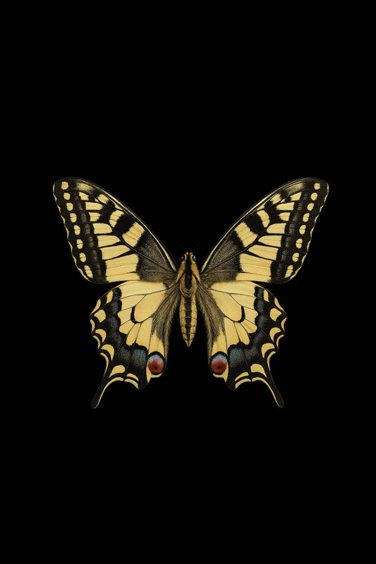 Scientific illustration of the Old World Swallowtail (Papilio machaon)