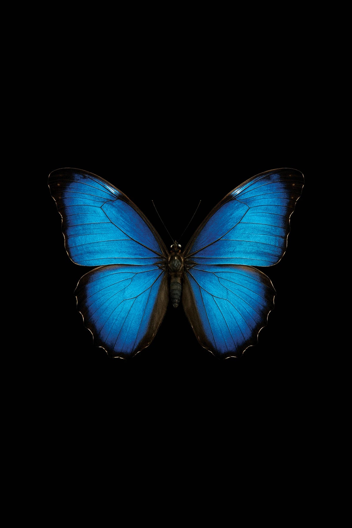 Scientific illustration of the Blue Morpho (Morpho menelaus)