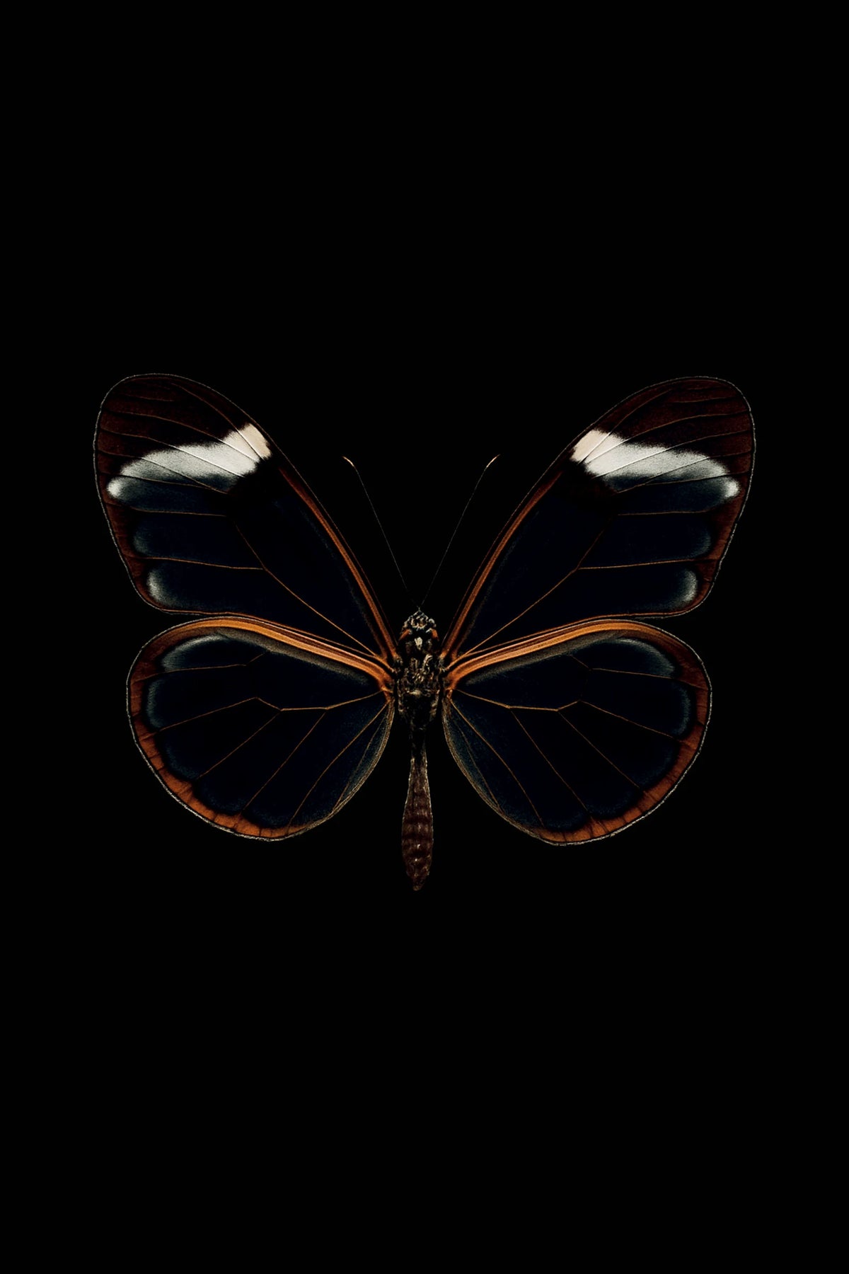 Scientific illustration of the Glasswing Butterfly (Greta oto)