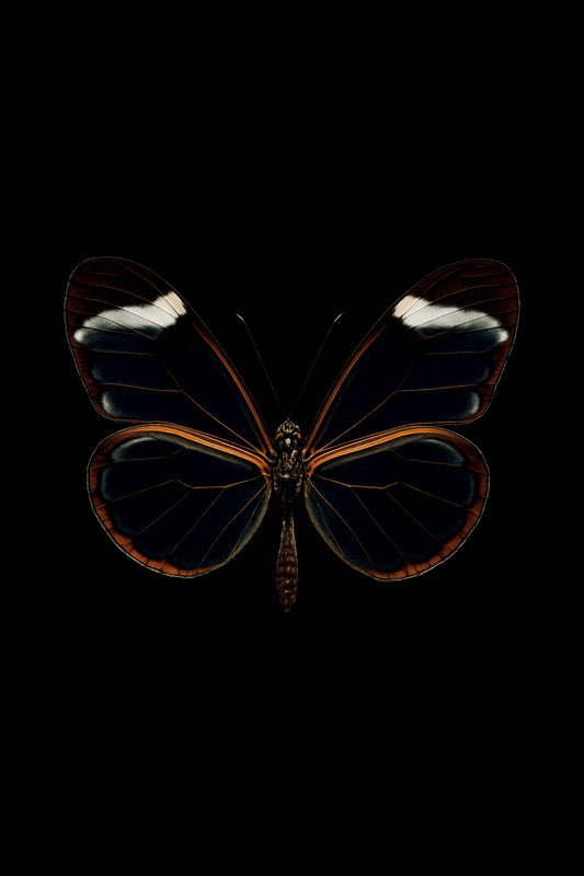 Scientific illustration of the Glasswing Butterfly (Greta oto)