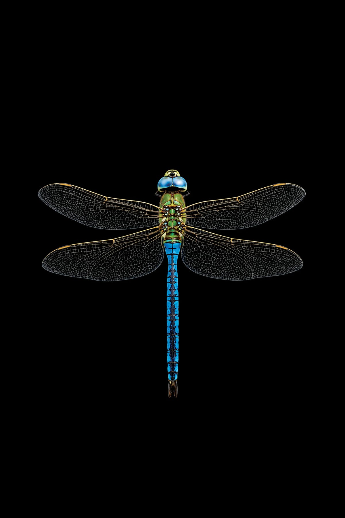 Scientific illustration of the Emperor Dragonfly (Anax imperator)