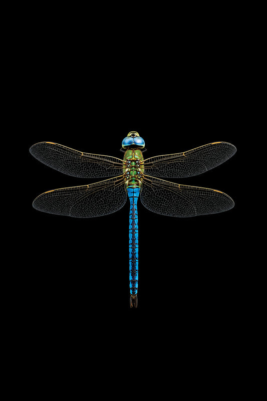 Scientific illustration of the Emperor Dragonfly (Anax imperator)