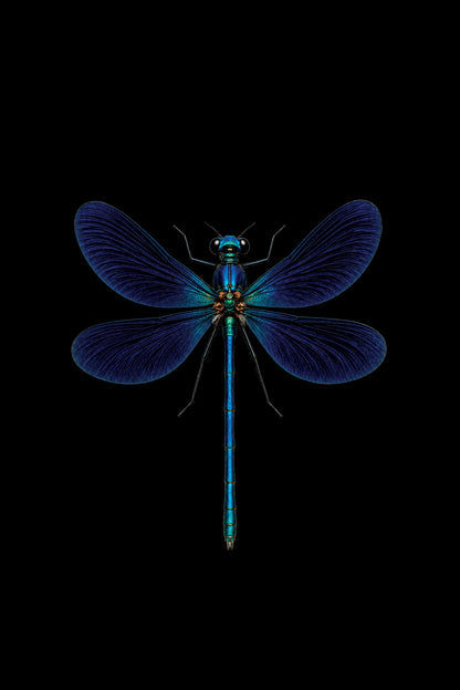 Scientific illustration of the Beautiful Demoiselle dragonfly (Calopteryx virgo)