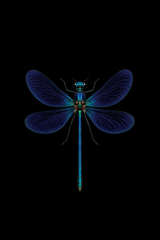 Scientific illustration of the Beautiful Demoiselle dragonfly (Calopteryx virgo)