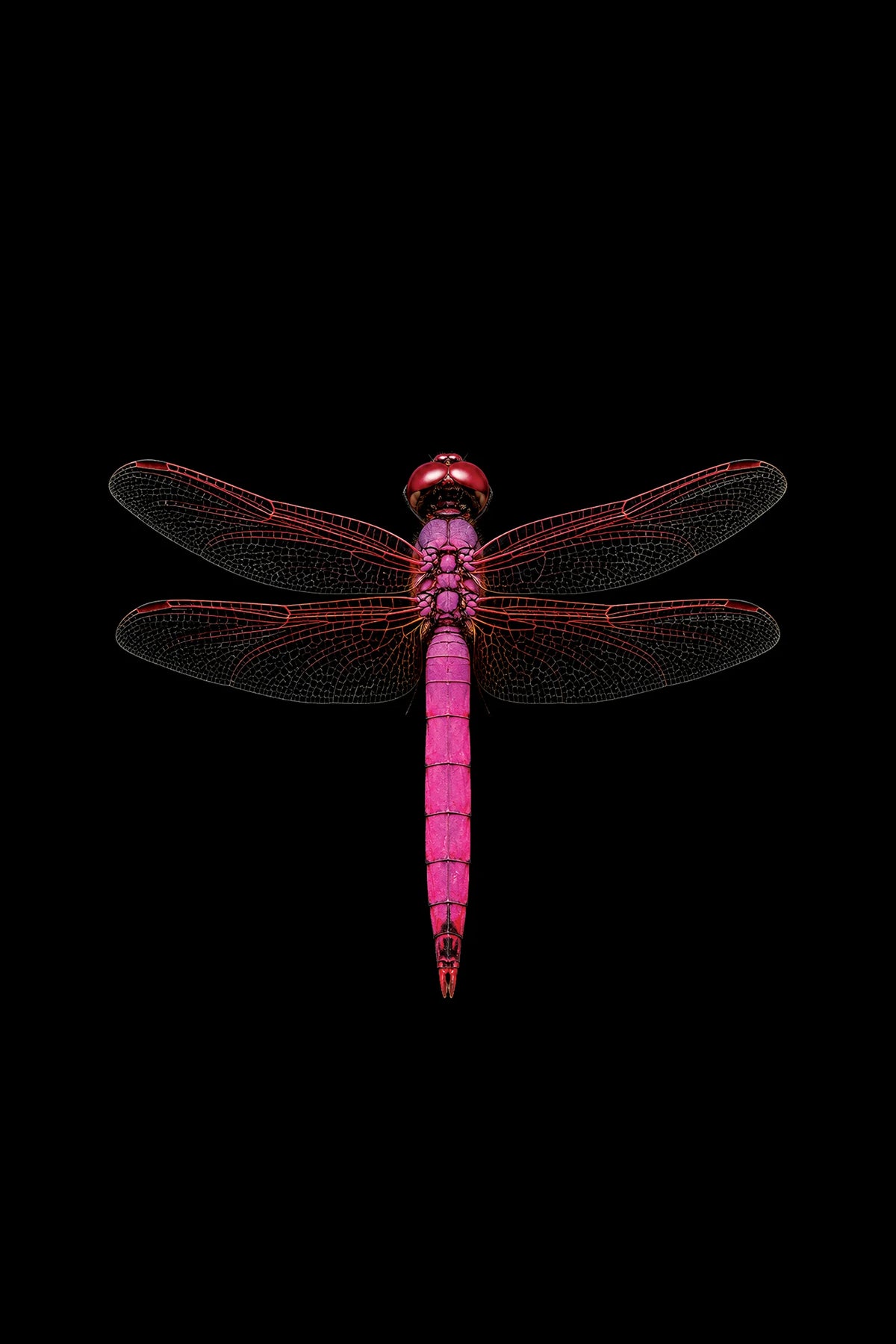 Scientific illustration of the Violet Dropwing dragonfly (Trithemis annulata)