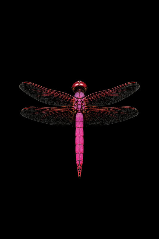 Scientific illustration of the Violet Dropwing dragonfly (Trithemis annulata)