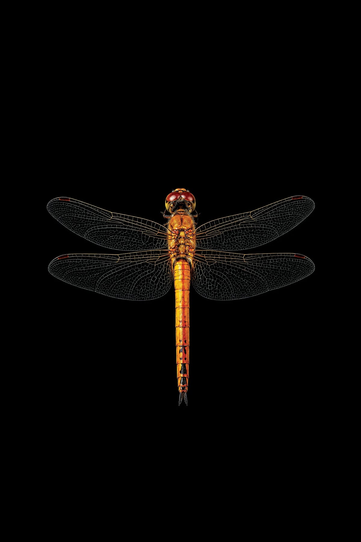 Scientific illustration of the Wandering Glider dragonfly (Pantala flavescens)