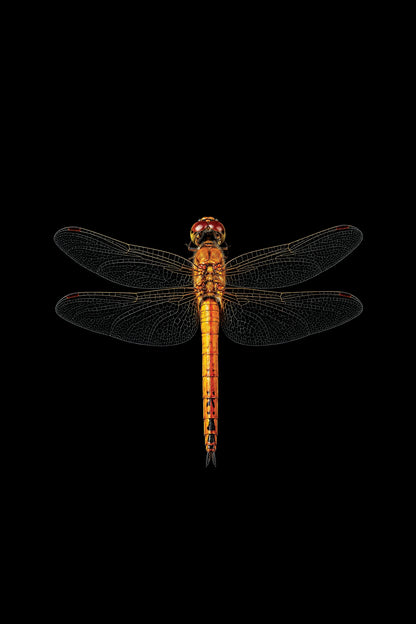 Scientific illustration of the Wandering Glider dragonfly (Pantala flavescens)