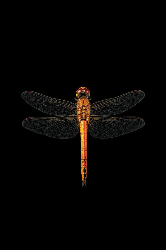 Scientific illustration of the Wandering Glider dragonfly (Pantala flavescens)