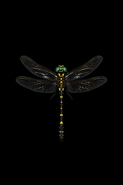 Scientific illustration of the Splendid Cruiser dragonfly (Macromia splendens)
