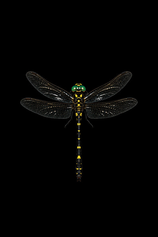 Scientific illustration of the Splendid Cruiser dragonfly (Macromia splendens)