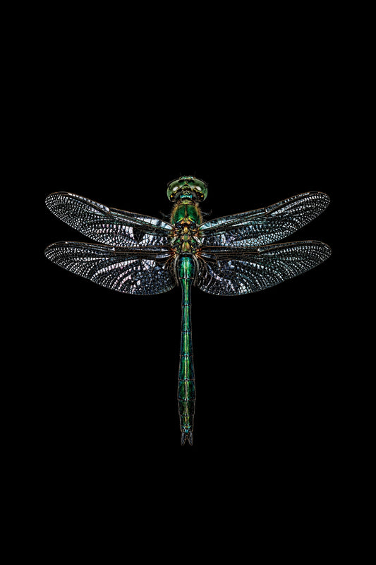 Scientific illustration of the Brilliant Emerald dragonfly (Somatochlora metallica)