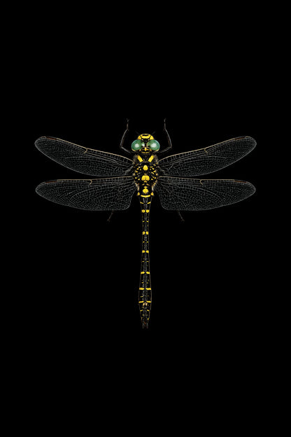 Scientific illustration of the Golden-ringed Dragonfly (Cordulegaster boltonii)