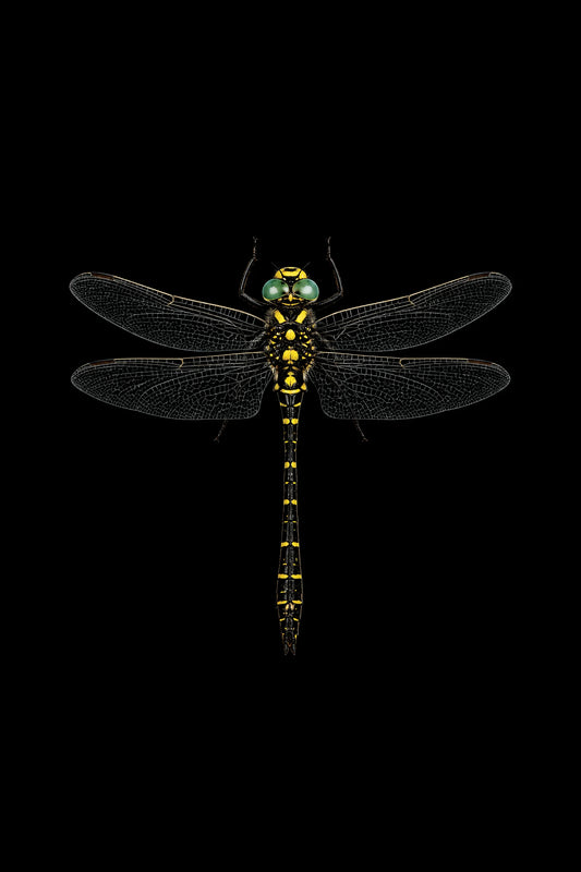 Scientific illustration of the Golden-ringed Dragonfly (Cordulegaster boltonii)