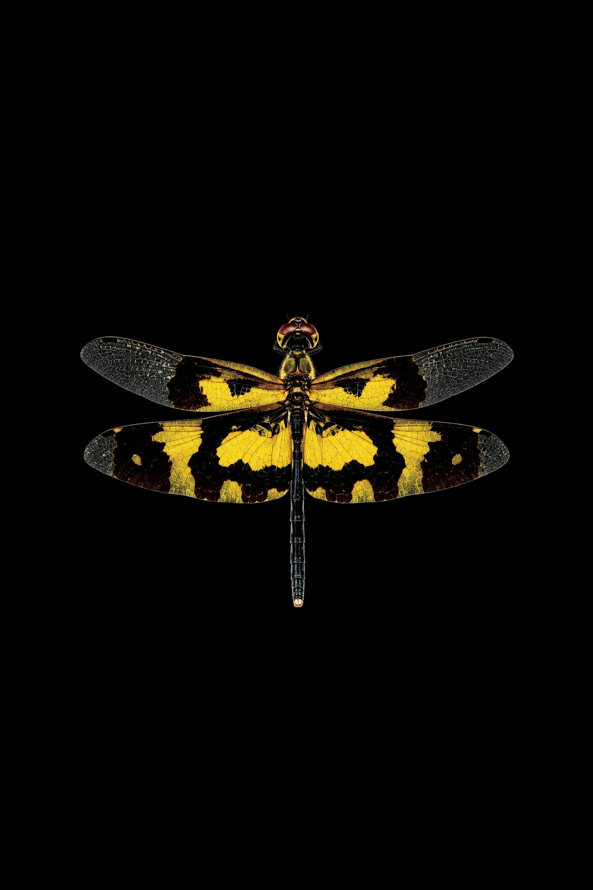 Scientific illustration of the Common Picture Wing dragonfly (Rhyothemis variegata)