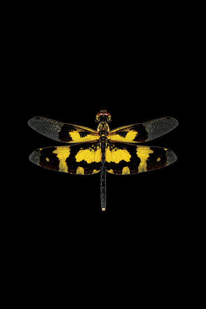 Scientific illustration of the Common Picture Wing dragonfly (Rhyothemis variegata)