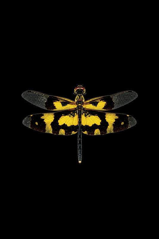 Scientific illustration of the Common Picture Wing dragonfly (Rhyothemis variegata)
